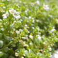 The Benefits and Risks of Taking Bacopa Monnieri Everyday