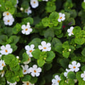 The Cognitive-Enhancing Effects of Bacopa Monnieri