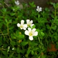 The Power of Bacopa: Unlocking Its Potential Benefits and Risks