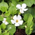 The Amazing Benefits of Bacopa Monnieri for Anxiety Relief