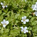 The Incredible Benefits of Bacopa: A Natural Way to Boost Brain Health