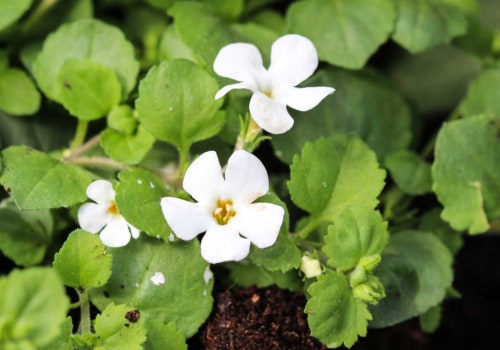 Bacopa: Understanding Who Should Avoid This Herb