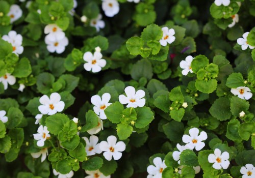 The Cognitive-Enhancing Effects of Bacopa Monnieri