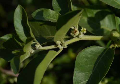 The Powerful Combination of Brahmi and Ashwagandha for Optimal Brain Health