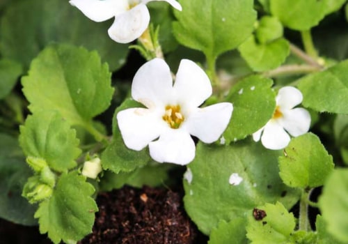 The Power of Bacopa: Unlocking Its Potential Benefits