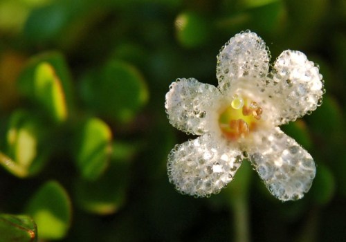 The Best Time to Take Bacopa Monnieri for Optimal Results