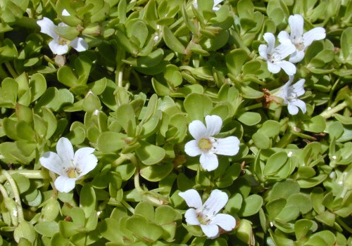 The Incredible Benefits of Bacopa: A Natural Way to Boost Brain Health